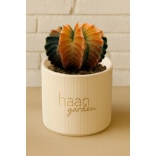 Haangarden Gymnocalycium Variegata / Kaktüs