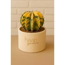 Haangarden Gymnocalycium Lb Variegata / Kaktüs