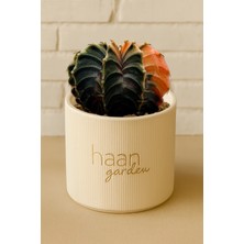 Haangarden Gymnocalycium Variegata / Kaktüs