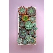 Haangarden Echeveria Mix