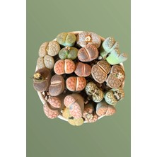 Haangarden Lithops Ssp