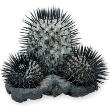 Haangarden Seramik Kaktüs –  Dikenli Model