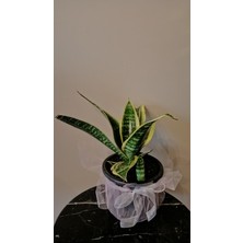 Avşar Çiçekçilik Yavrulu Paşa Kılıcı - Peygamber Çiçeği ( Sansevieria Trifasciata) 25-30 cm