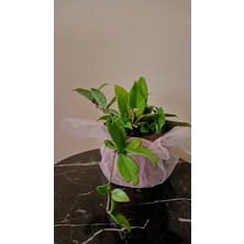 Avşar Çiçekçilik Mum Çiçeği Hoya Cornosa 25CM Fidan