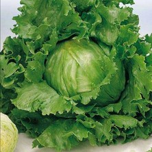 Geleneksel Tohumlar Geniş Yaprak Great Lakes Marul Tohumu (100 Tohum)