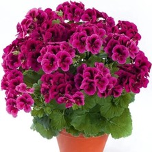 Clarion Violet Menekşe Çiçekli Sardunya Canan Çiçeği Fidesi (1 Adet)