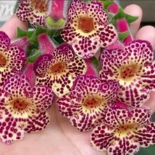 Ni's Whence Kohleria Japon Küpelisi Çiçeği Fidesi (Mini Potta)