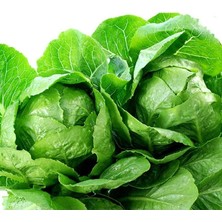 Geleneksel Tohumlar Geniş Yaprak Etli Lita Marul Tohumu (100 Tohum)