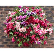 Sarkan Iri Çiçekli Fuchusia Karışık Küpeli Küpe Çiçeği Fidesi (10 Adet)