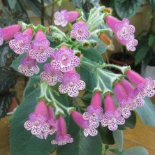 Thads Uncle Ron Kohleria Japon Küpelisi Çiçeği Fidesi (Mini Potta)