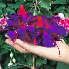 Xxl Iri Çiçekli Vodoo Küpe Çiçeği Fidesi(1 Adet)