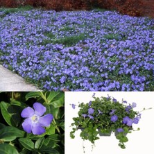 Hawai Soğuklara Karşı Dayanıklı Vinca Minor Çiçeği Fidesi (1 Adet)