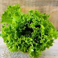 Geleneksel Soğuğa Dayanıklı Black Sea Kışlık Yeşil Kıvırcık Marul Tohumu (100TOHUM)