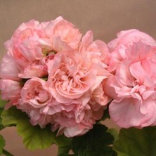 Nadir Sophia Emma Gül Sardunya Çiçeği Fidesi( 1 Adet Fide)