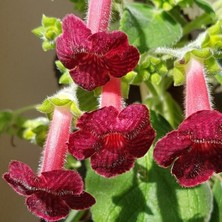 Ni's Miilred Kohleria Çiçeği Fidesii (Mini Potta)