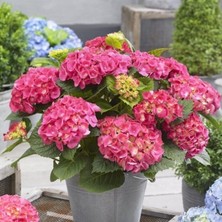 Xl Iri Pembe Çiçekli Ortanca Çiçeği Fidesi (1 Adet)