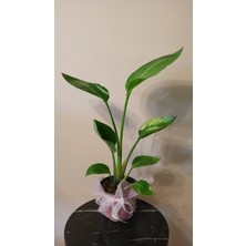 Avşar Çiçekçilik Starliçe Cennet Kuşu Çiçeği 65 cm