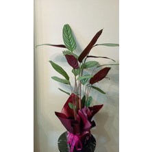Avşar Çiçekçilik Calathea Dua Çiçeği 100 cm