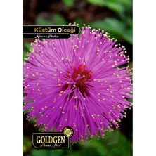 Goldgen Pro Seed Goldgen Küstüm Çiçeği Tohumu