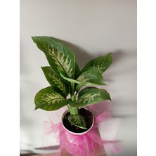 Avşar Çiçekçilik Definbahya  ( Dieffenbachia) Tropik 45-50 cm