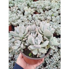 Tunç Botanik PACHYPHYTUM OVİFERUM - BÜYÜK BOY YETİŞKİN SUKULENT