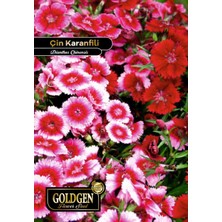 Goldgen Pro Seed Goldgen Çin Karanfili Tohumu