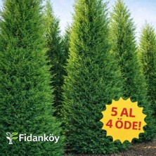 Fidanköy Leylandi Çit Bitkisi Büyük Tüplü