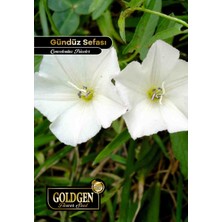 Goldgen Pro Seed Goldgen Gündüz Sefası Çiçeği Tohumu