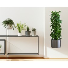 Runaway Saksılı Bitki Yapışkanlı Duvar Stickerı 90x30 cm Şeffaf Lazer Kesim