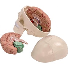 ECE Kafatası Ve Beyin Modeli Gerçek Boy