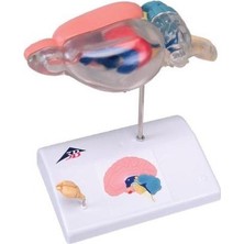 EgeAnatomi Maketleri Fare Beyni Karşılaştırmalı Anatomisi - Fare Beyin Maketi