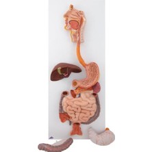 EgeAnatomi Maketleri Sindirim Sistemi Modeli, 3 Parçalı - Sindirim Sistemi Maketi