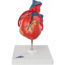 EgeAnatomi Maketleri Baypaslı Klasik Kalp, 2 Parçalı - Kalp Maketi