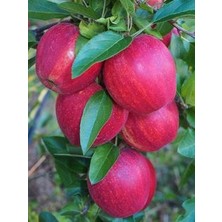 Ahal Fidan Tüplü Uzun Süre Dayanıklı Starking Elma Fidanı