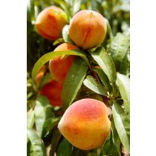 Ahal Fidan Tüplü Bodur J.h Hale Şeftali Fidanı