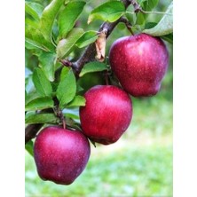 Ahal Fidan Saksıda Yarı Bodur Scarlet Spur Elma Fidanı