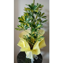 Şeflera Salon Çiçeği Tek Gövdeli ( Schefflera ) Sarı Yeşil Alacalı 65-70 cm