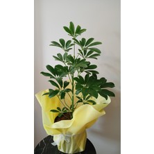 Şeflera (Schefflera ) Salon Ofis Çiçeği 65 - 70 cm Yeşil