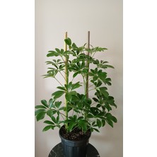Avşar Çiçekçilik Çift Köklü Şeflera Ev Ofis Çiçeği (Beş Parmak Çiçeği) 80-85 cm