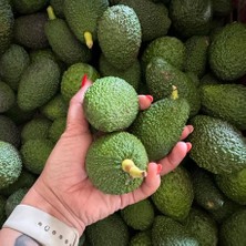 Has Avokado 6 kg