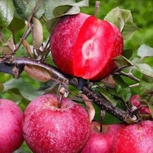Afyon Doğa Peyzaj Aşılı Sertifikalı 2 Yaş Içi Dışı Kırmızı Elma Fıdanı Açık Kök (100-120CM)