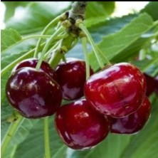 Afyon Doğa Peyzaj 2 Yaş 0900 Ziraat Aşılı Kiraz Fidanı Açık Kök