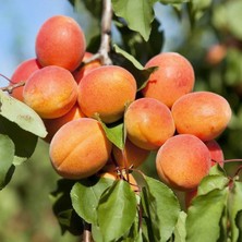 Afyon Doğa Peyzaj 2 Yaş Aşılı Sertifikalı Şekerpare Kayısı Fidanı Açık Kök