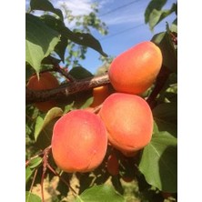 Afyon Doğa Peyzaj 3 Yaş Tüplü Aşılı  Sertifikalı Eski Malatya Kayısı Fidanı