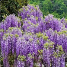 Isparta Gülü Wisteria Sinensis Mor Salkım Fidanı 10-20 cm