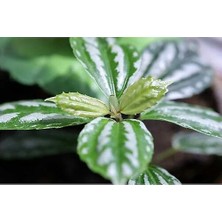 Isparta Gülü Alüminyum Çiçeği Gümüs Karyağdı Begonya Fidanı 10-20 cm