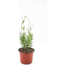 Isparta Gülü Kuzeybatı Moru Lavanta Fidanı 2 Adet 20-30 cm (Lavandula Intermedia)