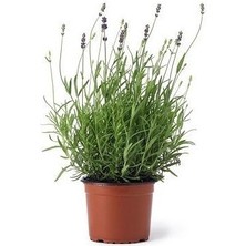 Isparta Gülü Magenta Moru Lavanta Fidanı 20 Adet Intermedia 10-20 cm