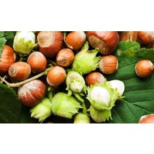 Afyon Doğa Peyzaj 3yaş Tüplü Giresun Yuvarlak Fındık Fidanı