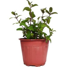 Isparta Gülü Kokulu Kurutmalık Nane Fidanı 10-20 cm